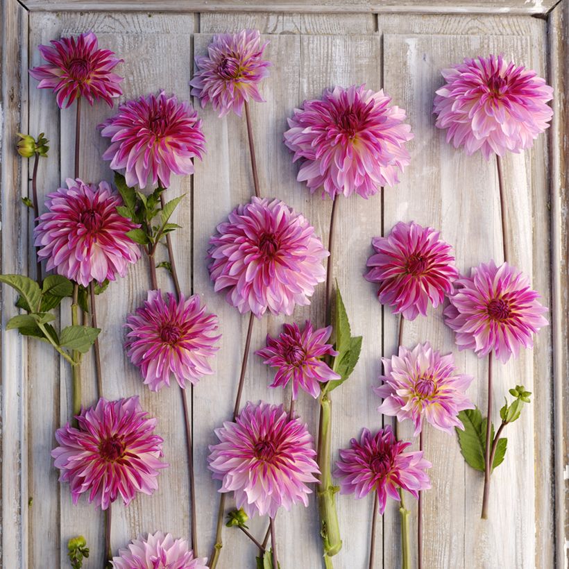 Dekorative Dahlie Violet Dance (Flowering)