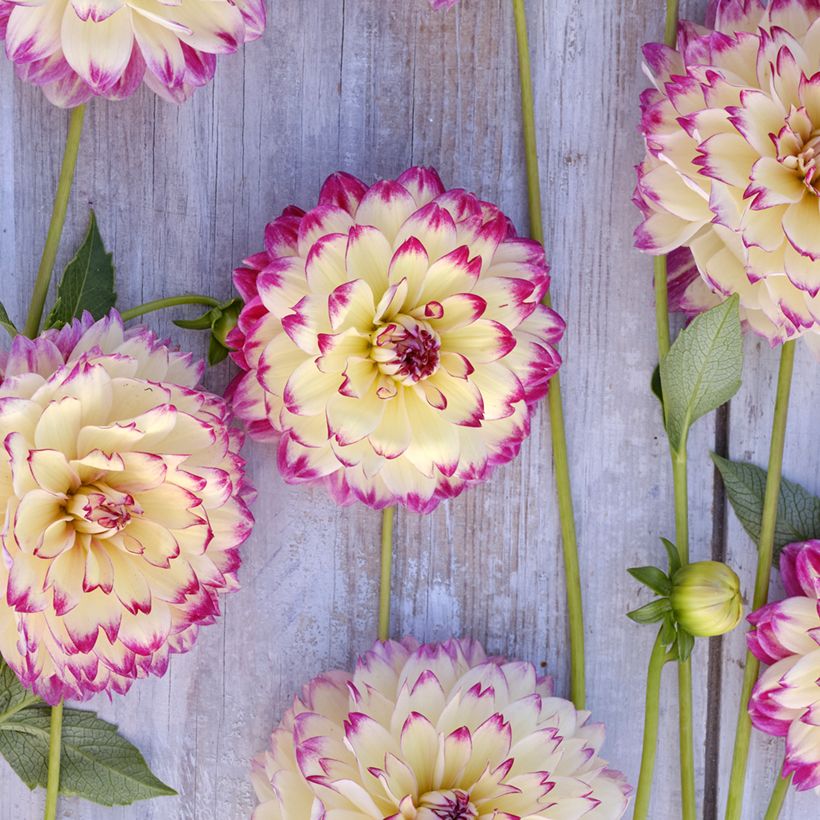 Dekorative Dahlie Aphrodite (Flowering)