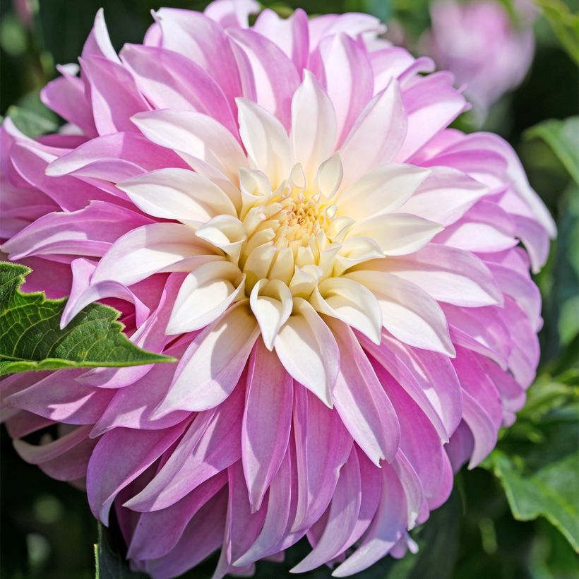 Schmuck-Dahlie Pink Petticoat (Flowering)