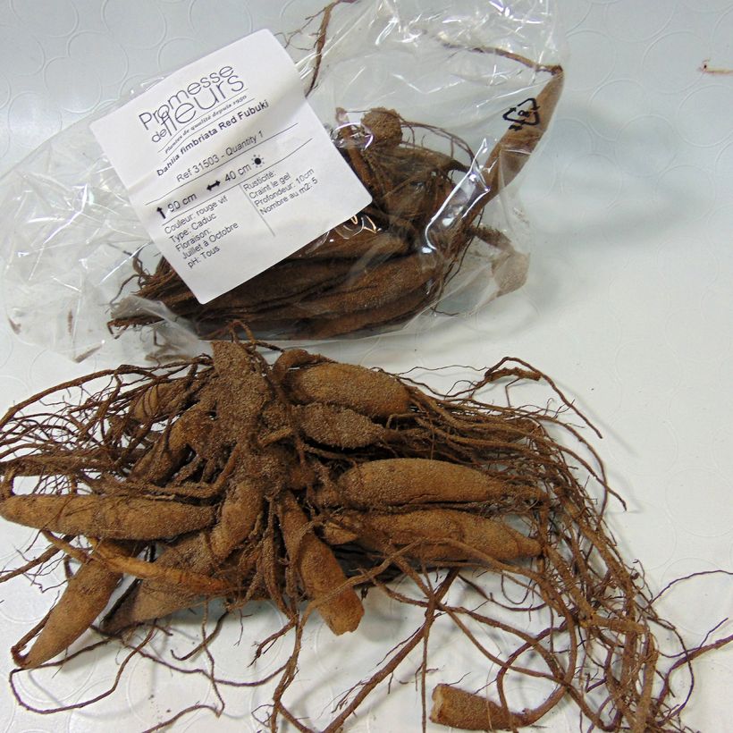 Example of Schmuck-Dahlie Red Fubuki Zwiebel size I as you get
