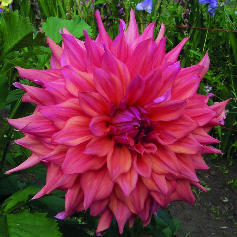 Riesenblütige Dahlie Belle of Barmera (Flowering)