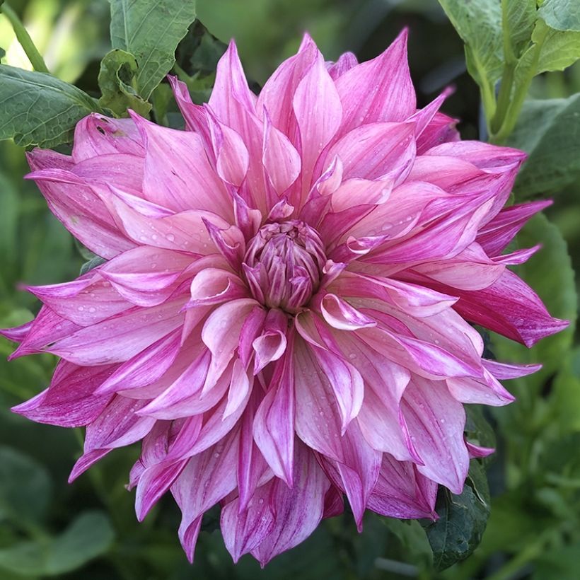 Riesenblütige Dahlie Café Au Lait Royal (Flowering)