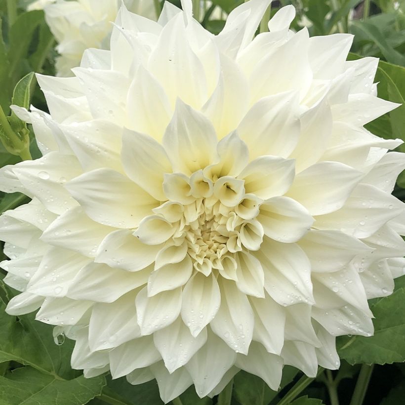 Riesenblütige Dahlie Café Au Lait Suprême (Flowering)