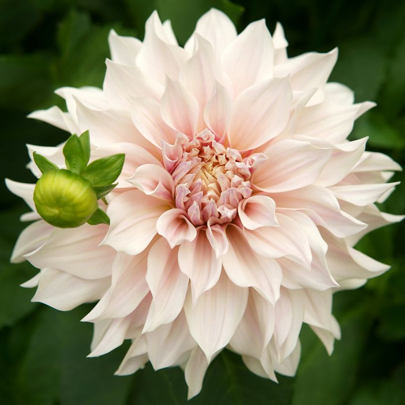 Riesenblütige Dahlie Café Au Lait (Flowering)