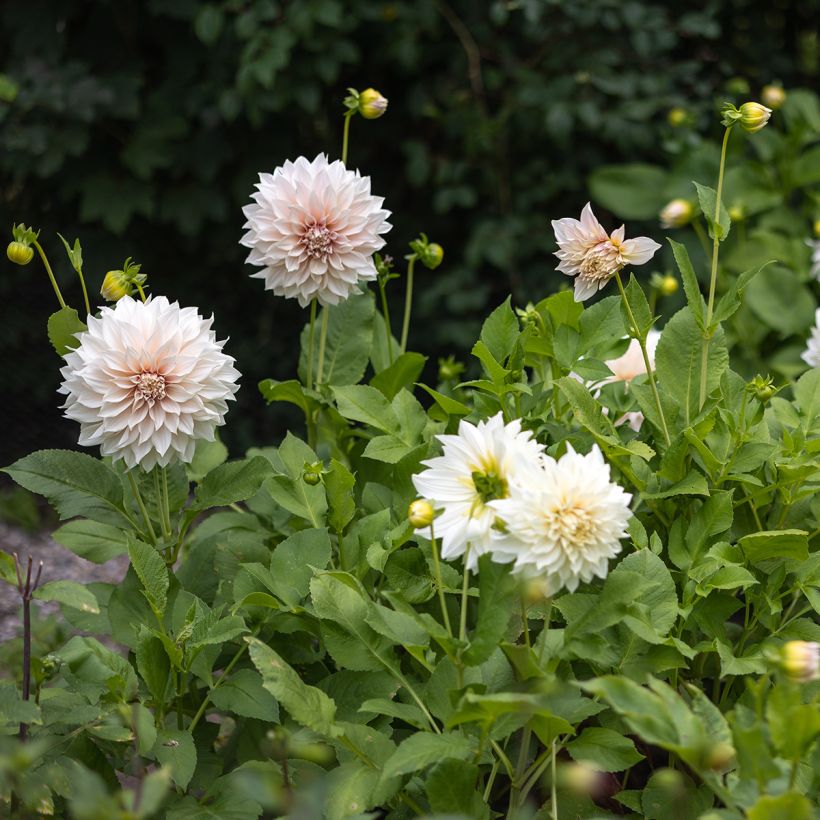Riesenblütige Dahlie Café Au Lait (Plant habit)