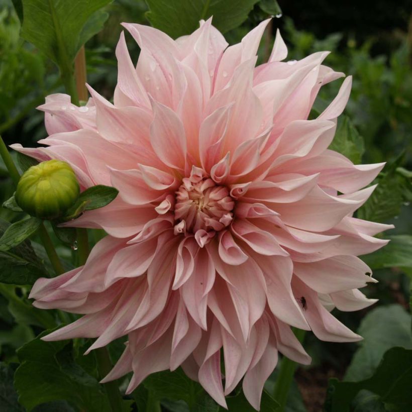 Riesenblütige Dahlie Café Au Lait rosé (Flowering)