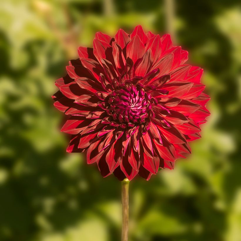 Riesenblütige Dahlie Mingus Alex (Flowering)