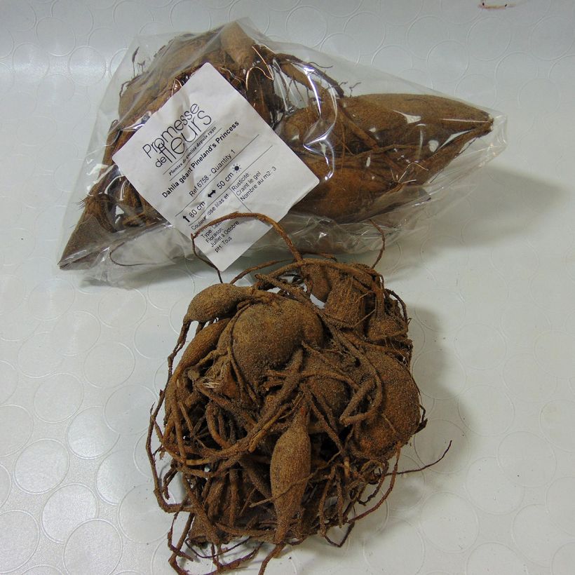 Example of Riesenblütige Dahlie Pineland's Princess Zwiebel size I as you get