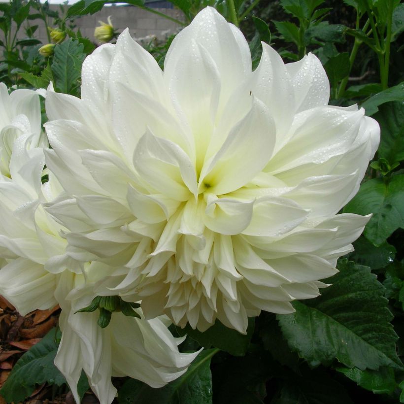 Riesenblütige Dahlie Fleurel (Flowering)
