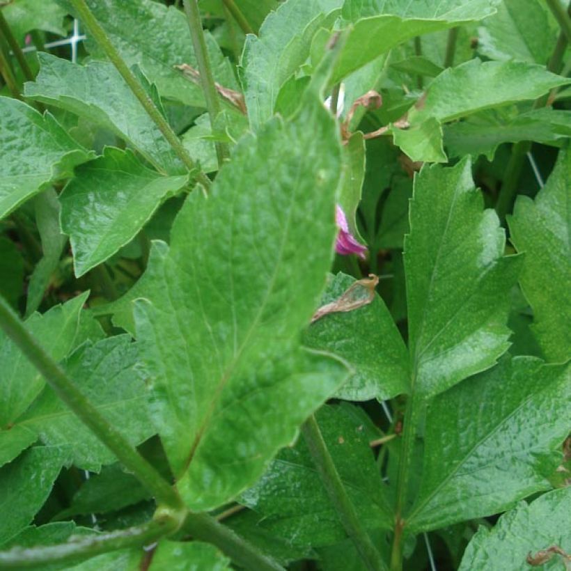 Stern-Dahlie Pink (Foliage)