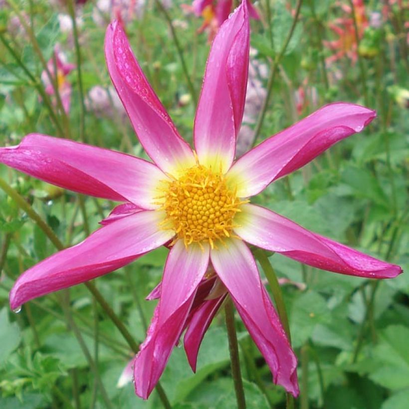 Stern-Dahlie Pink (Flowering)