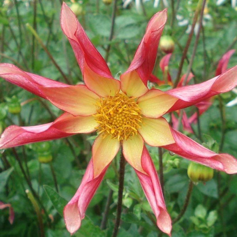 Stern-Dahlie Surprise (Flowering)