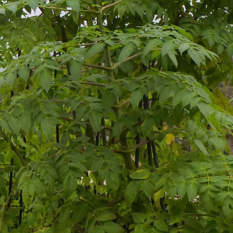 Dahlia imperialis - Baumdahlie (Foliage)