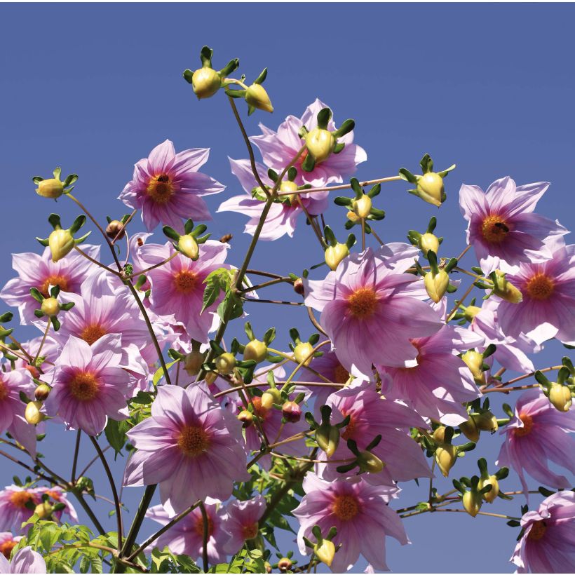 Dahlia imperialis - Baumdahlie (Flowering)