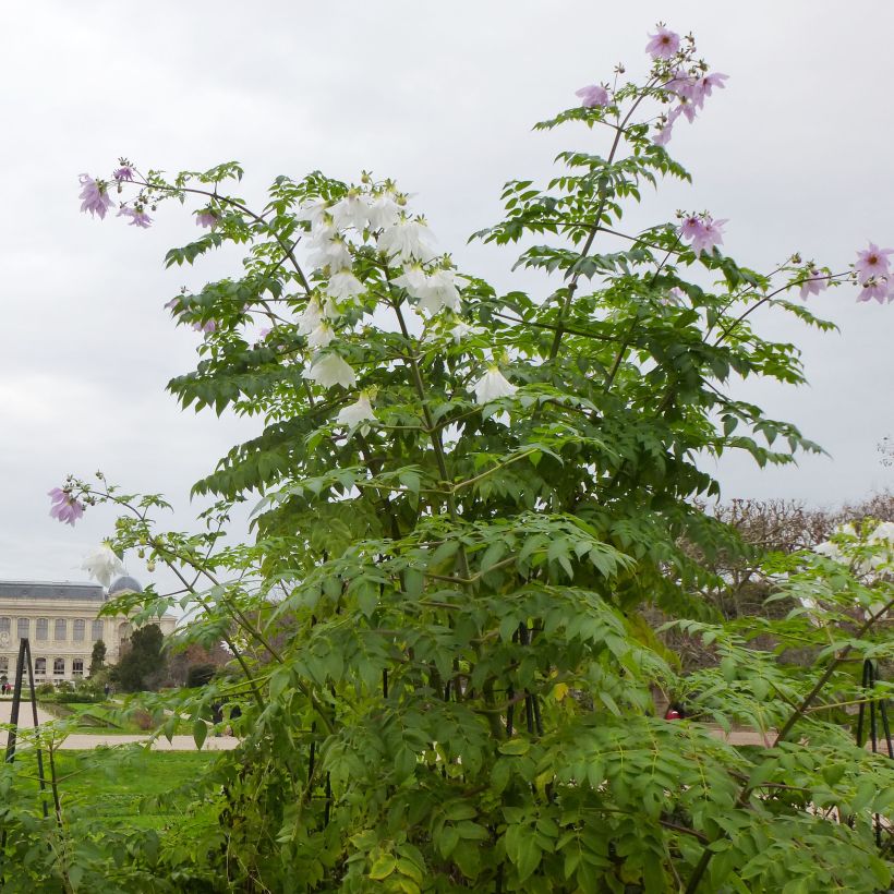 Dahlia imperialis - Baumdahlie (Plant habit)