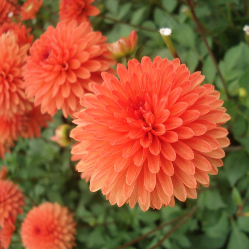 Zwerg-Dahlie Jewel Orange (Flowering)