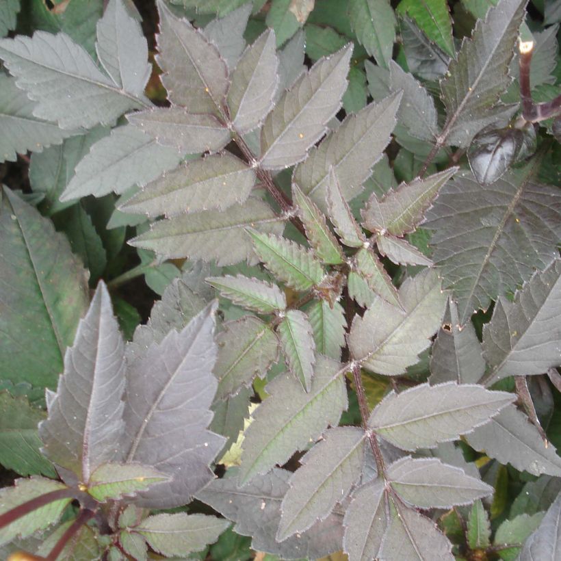 Zwerg-Dahlie Dark Angels Pretty Woman (Foliage)