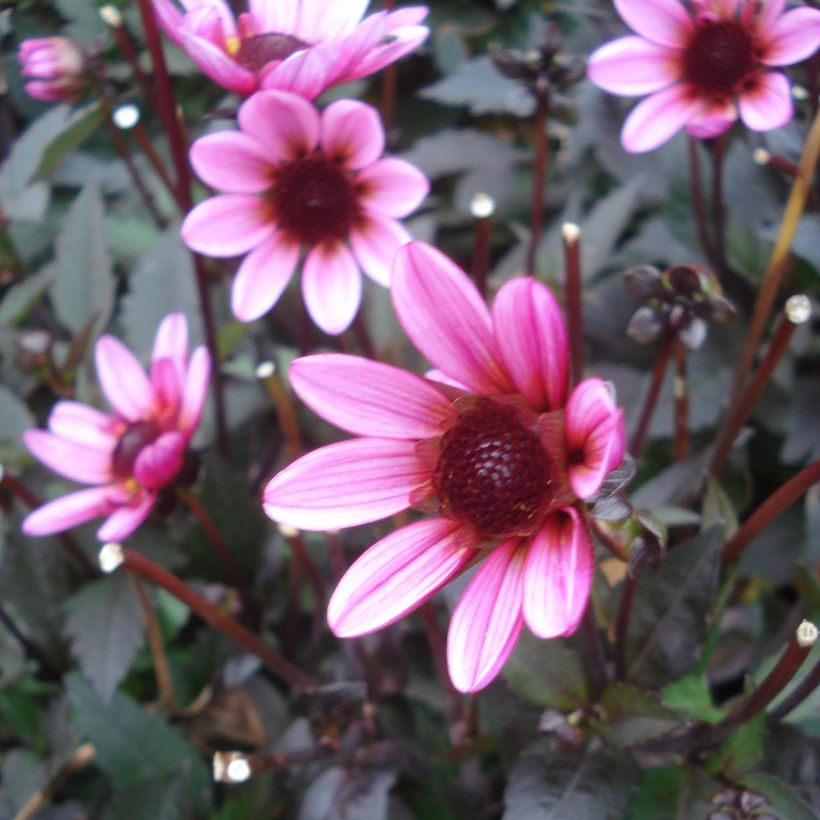 Zwerg-Dahlie Dark Angels Pretty Woman (Flowering)