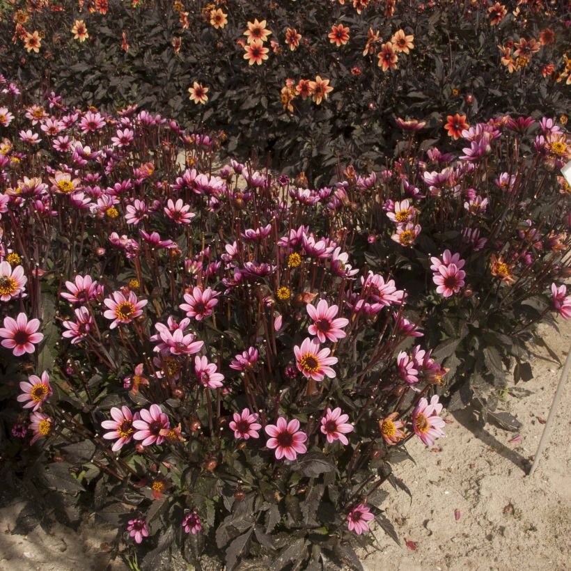 Zwerg-Dahlie Dark Angels Pretty Woman (Plant habit)