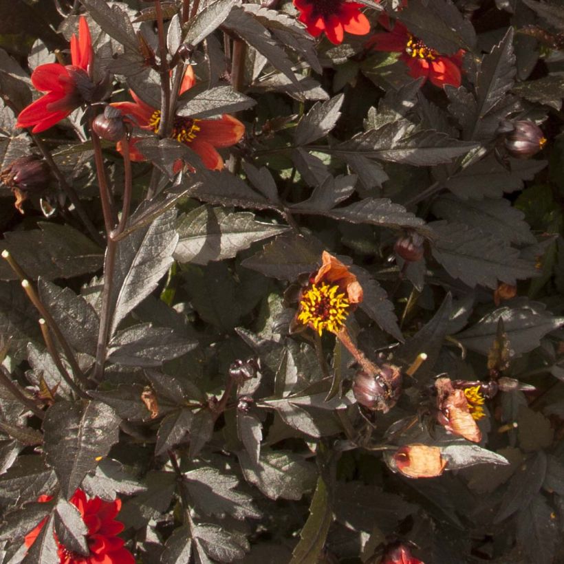 Zwerg-Dahlie Dark Angels Pulp Fiction (Foliage)