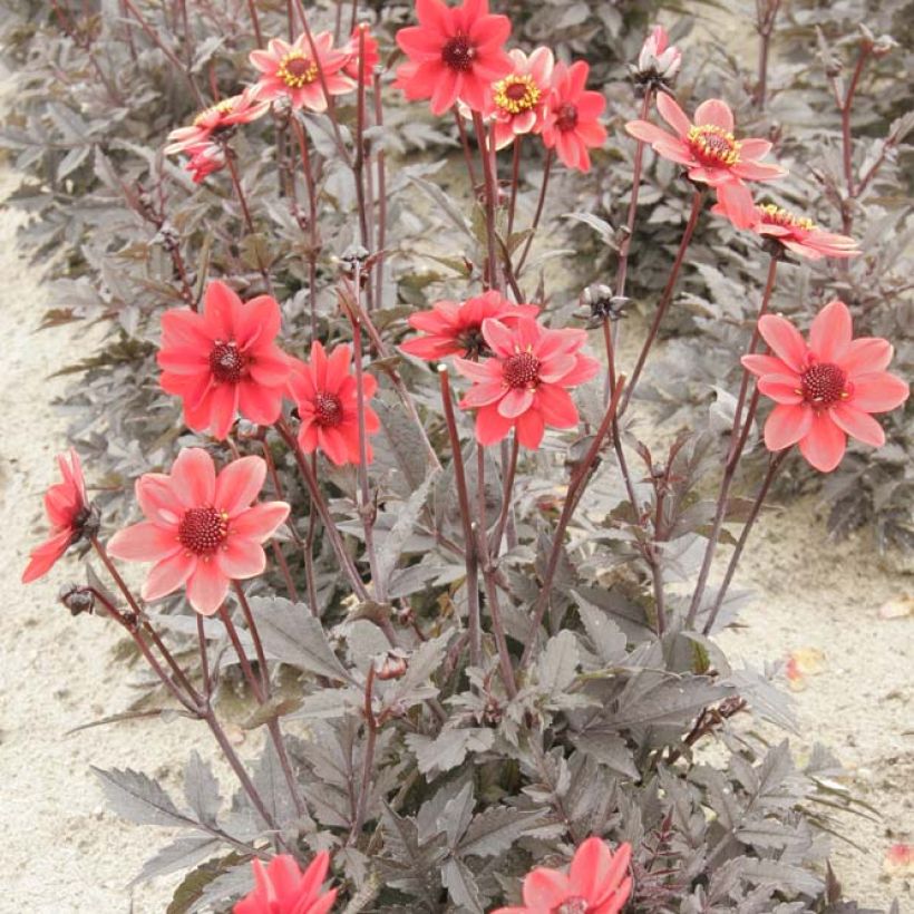 Zwerg-Dahlie Dark Angels Pulp Fiction (Plant habit)