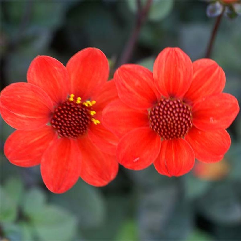 Zwerg-Dahlie Scura (Flowering)