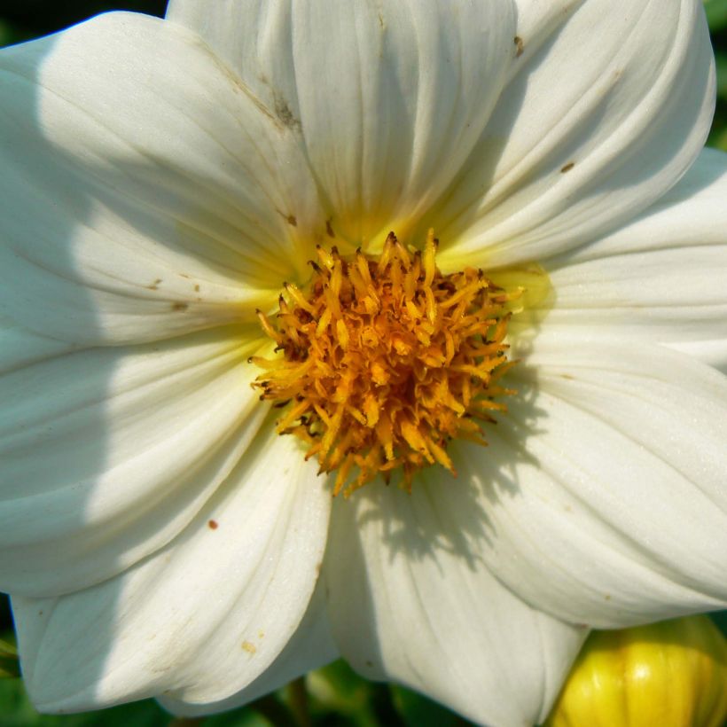 Zwerg-Dahlie Sneezy (Flowering)