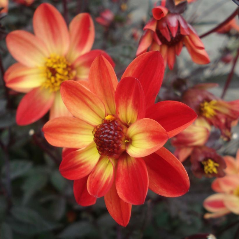 Zwerg-Dahlie Dark Angels Star Wars (Flowering)
