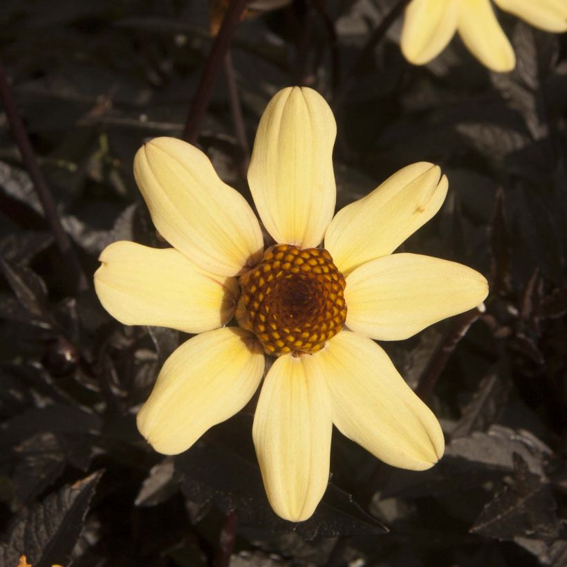 Zwerg-Dahlie Dark Angels Taxi Driver (Flowering)