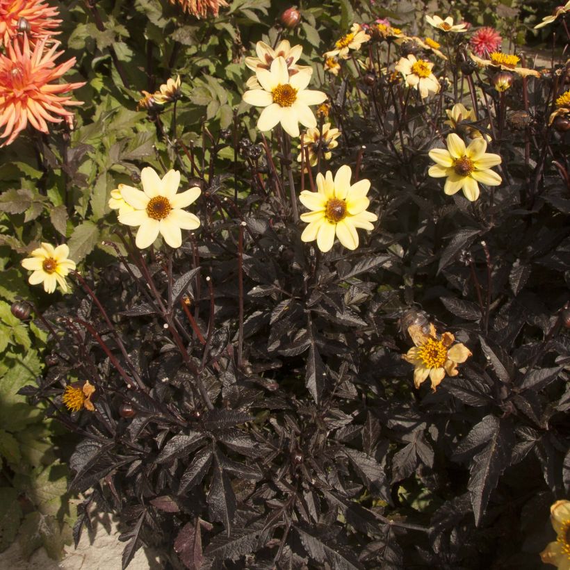 Zwerg-Dahlie Dark Angels Taxi Driver (Plant habit)