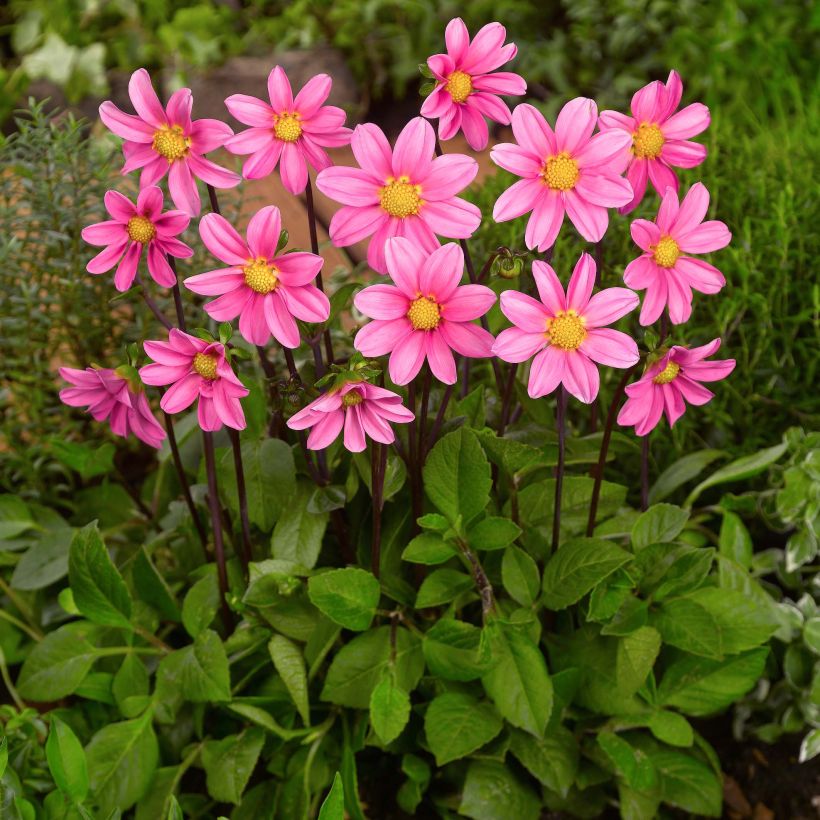 Zwerg-Dahlie Topmix Pink (Plant habit)