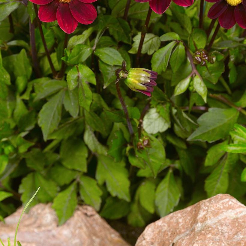 Zwerg-Dahlie Topmix Purple (Foliage)