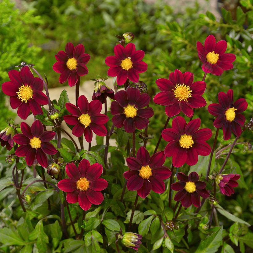 Zwerg-Dahlie Topmix Purple (Flowering)
