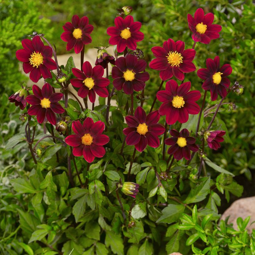 Zwerg-Dahlie Topmix Purple (Plant habit)