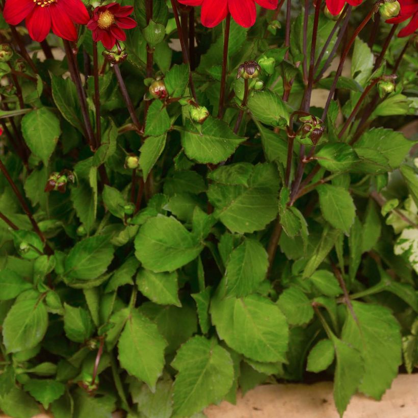 Zwerg-Dahlie Topmix Red (Foliage)