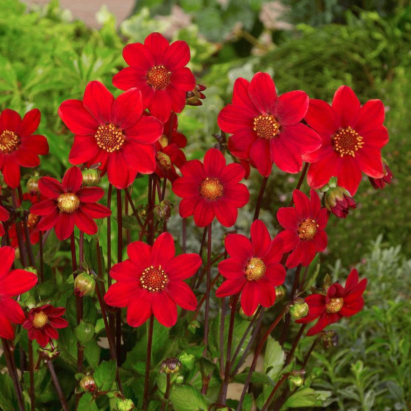 Zwerg-Dahlie Topmix Red (Flowering)