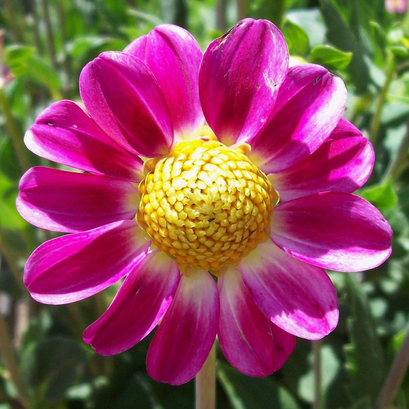 Zwerg-Dahlie Topmix Sweetheart (Flowering)