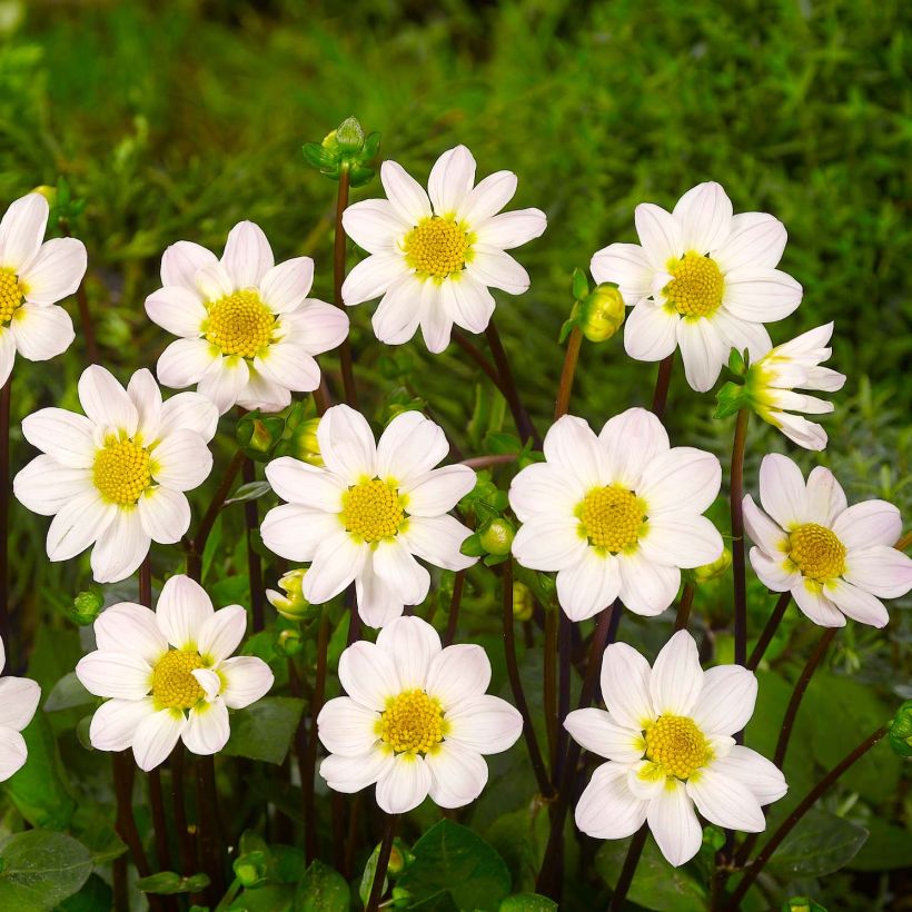 Zwerg-Dahlie Topmix White (Flowering)
