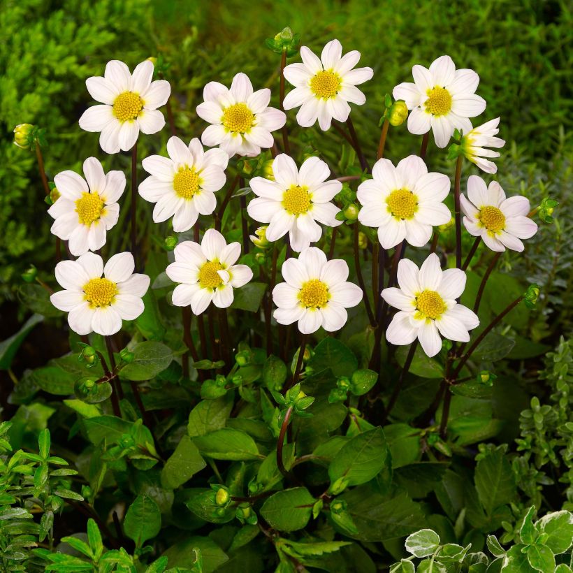 Zwerg-Dahlie Topmix White (Plant habit)
