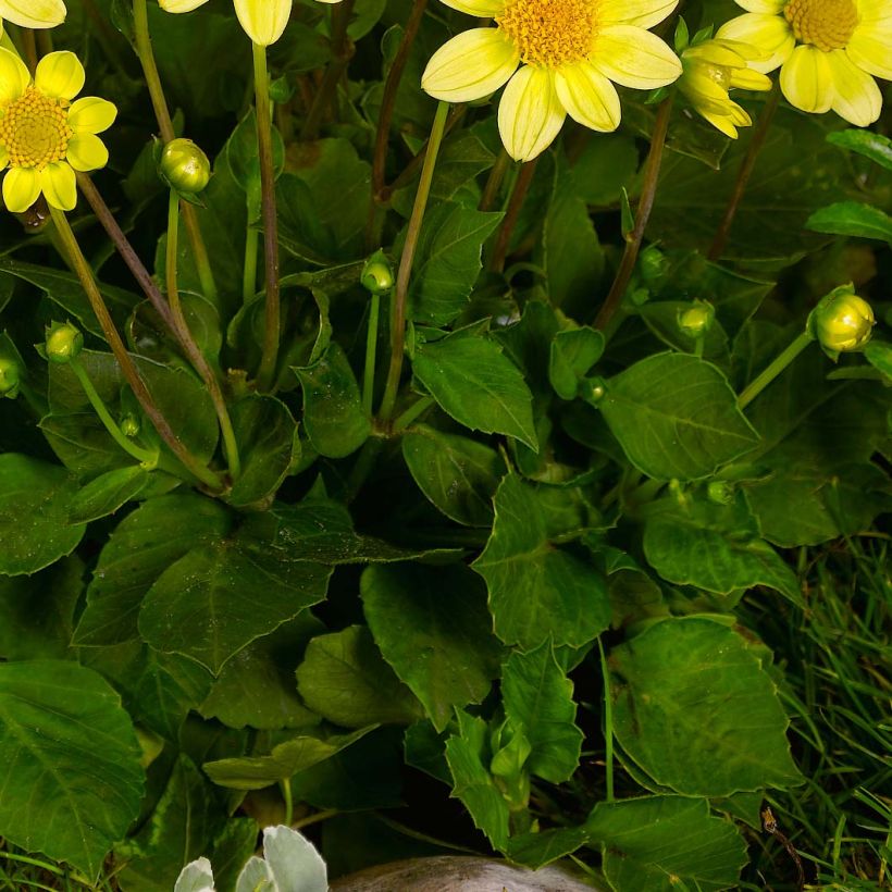 Zwerg-Dahlie Topmix Yellow (Foliage)