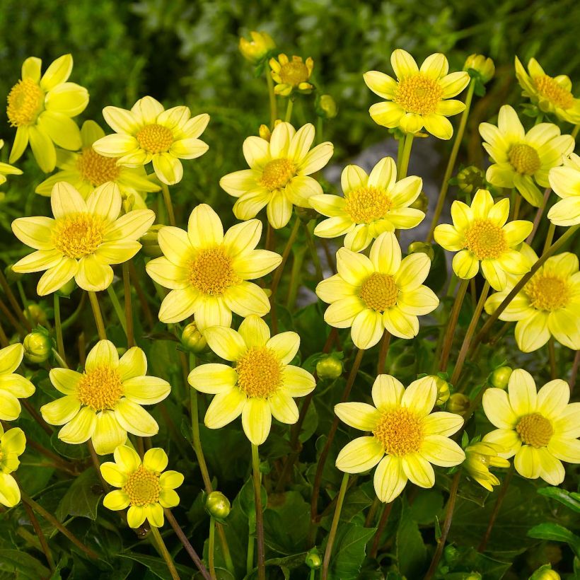 Zwerg-Dahlie Topmix Yellow (Flowering)