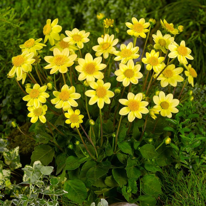 Zwerg-Dahlie Topmix Yellow (Plant habit)