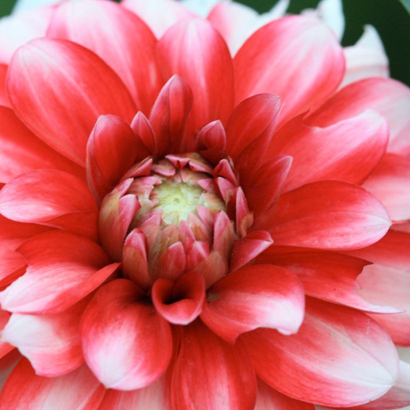Zwerg-Dahlie Little Tiger (Flowering)