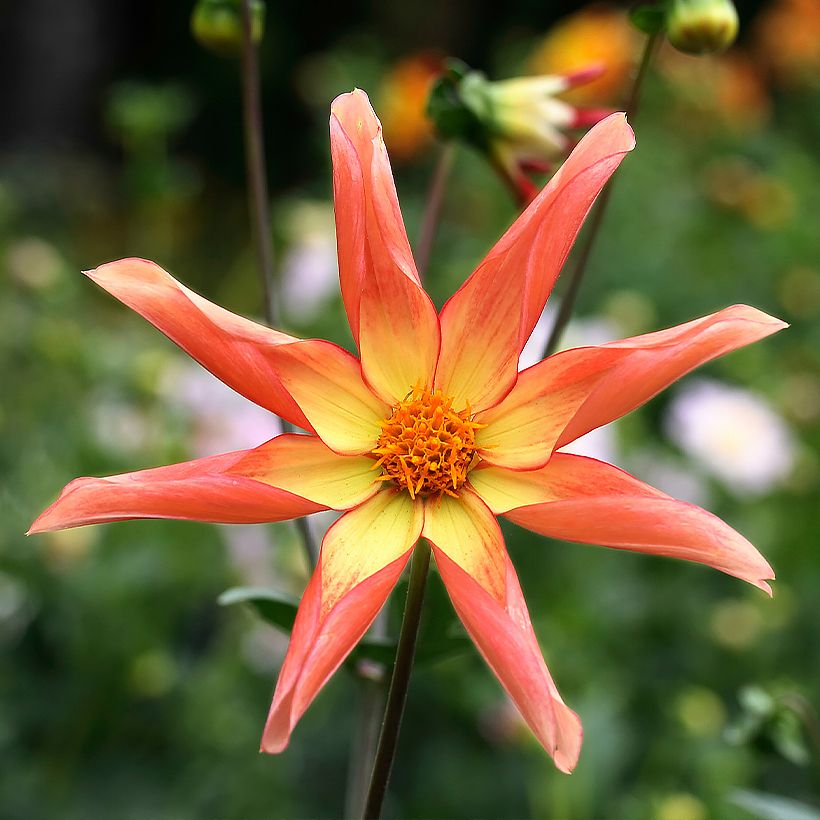 Stern-Dahlie Izarra (Flowering)