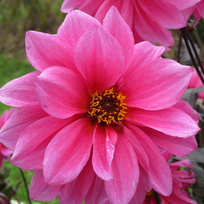 Bauer-Dahlie Fascination (Flowering)