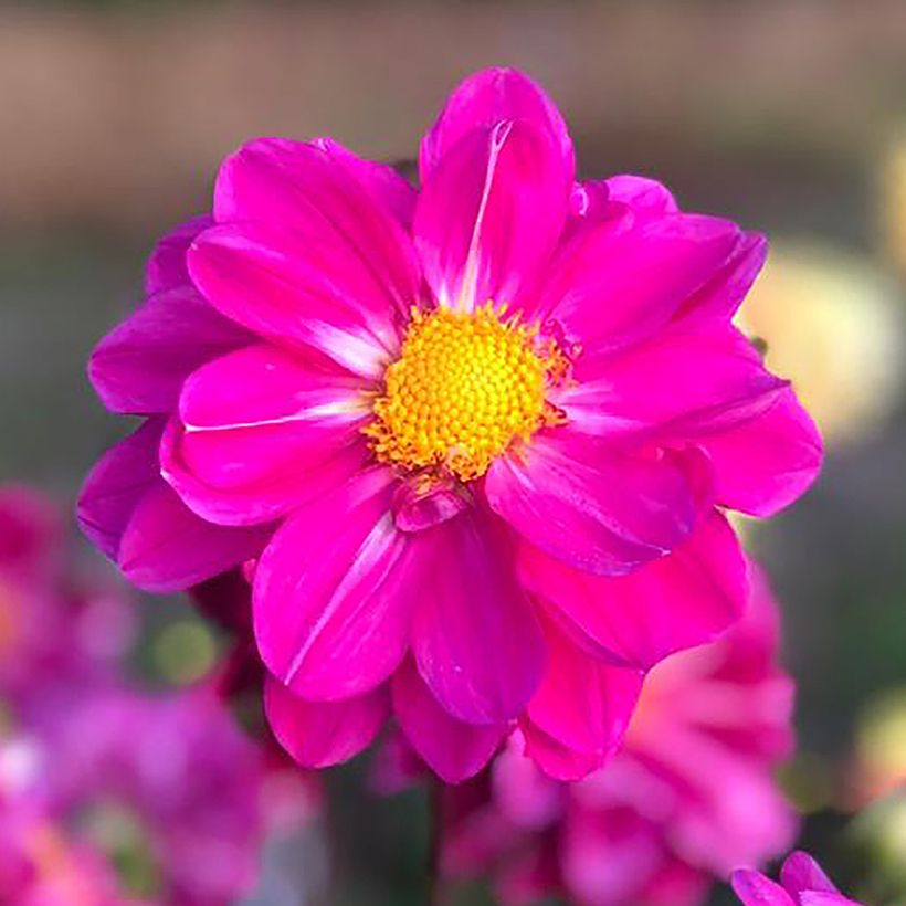 Bauer-Dahlie Miracle Purple (Flowering)