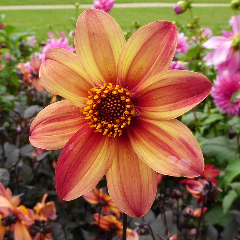 Bauer-Dahlie Schippers Bronze (Flowering)