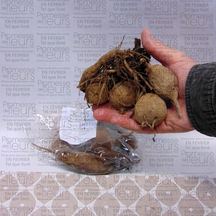 Example of Bauer-Dahlie Sunshine Zwiebel size I as you get