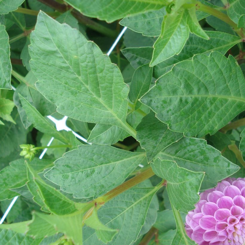 Pompon-Dahlie Franz Kafka (Foliage)