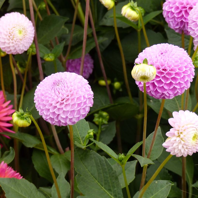 Pompon-Dahlie Franz Kafka (Flowering)